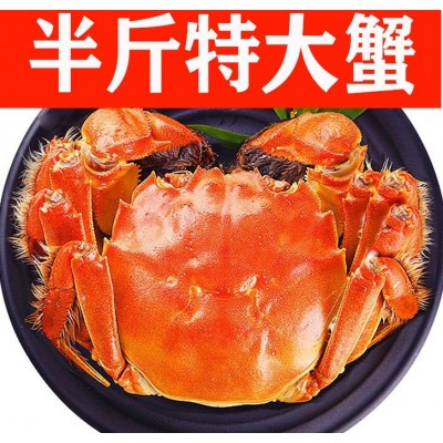 半斤特大蟹年货鲜活精品大闸蟹全国空运包邮品质保证图2