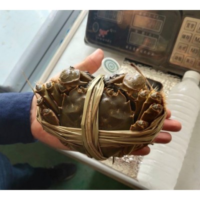 半斤特大蟹年货鲜活精品大闸蟹全国空运包邮品质保证图3