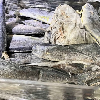 海鹏 鬼头刀 进出口海产品加工定制 大小均匀规格分明图4