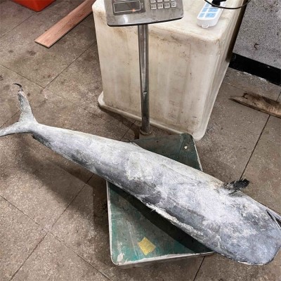 海鹏 鬼头刀 进出口海产品加工定制 大小均匀规格分明图2
