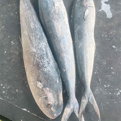 海鹏 鬼头刀鱼 进出口冷冻水产品加工 大小均匀规格分明图5