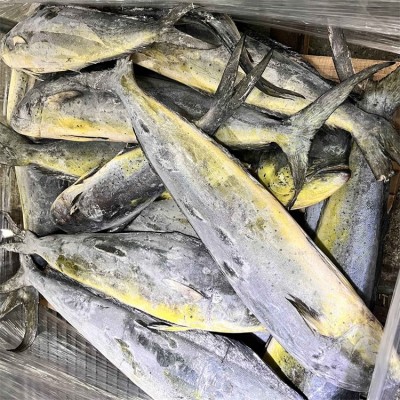 海鹏 鬼头刀鱼 进出口冷冻水产品加工 大小均匀规格分明图2