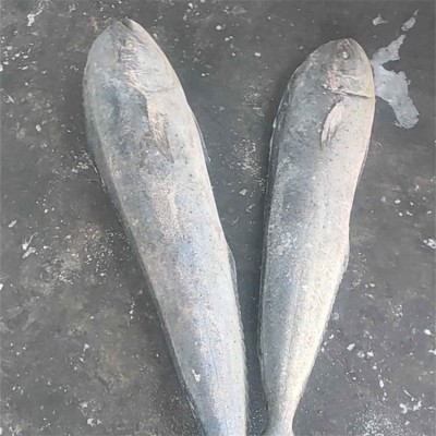 海鹏 鬼头刀鱼 进出口冷冻水产品加工 大小均匀规格分明图4