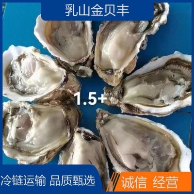 规格大小齐全 鲜活捕捞 金贝丰 自然海域生长 牡蛎图2