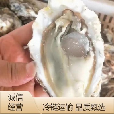 规格大小齐全 鲜活捕捞 金贝丰 自然海域生长 牡蛎图3