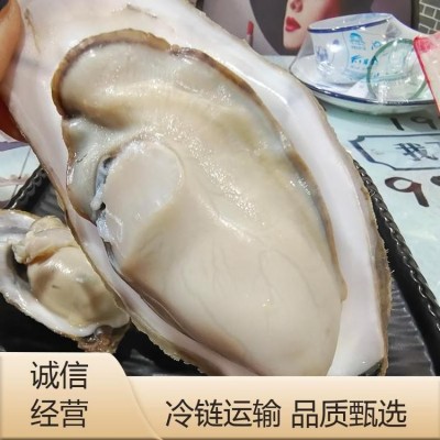 规格大小齐全 鲜活捕捞 金贝丰 自然海域生长 牡蛎图4