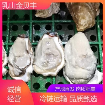规格大小齐全 鲜活捕捞 金贝丰 自然海域生长 牡蛎图5