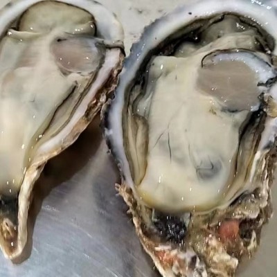 鲜活海产品贝类生蚝 货源三倍体 牡蛎带壳 整箱原产地发货 金贝丰图2
