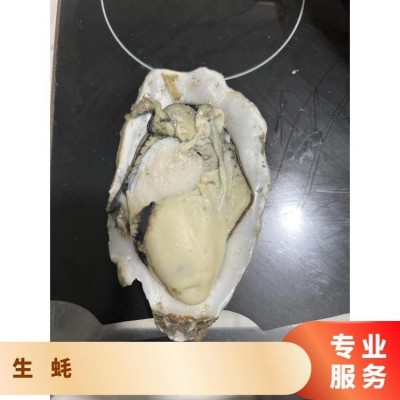 大 连生蚝 冷水蚝 源头工厂 全规格现货 精品蚝 批发现货图2
