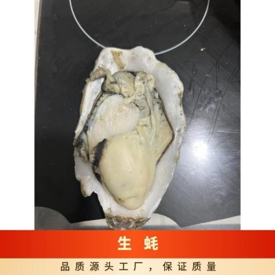 大 连生蚝 冷水蚝 源头工厂 全规格现货 精品蚝 批发现货图3