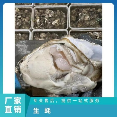 大 连生蚝 冷水蚝 源头工厂 全规格现货 精品蚝 批发现货图4