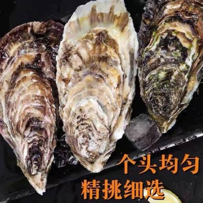 鲜活水产 乳 山 牡蛎 带壳海蛎子 生蚝 新鲜好品质图5