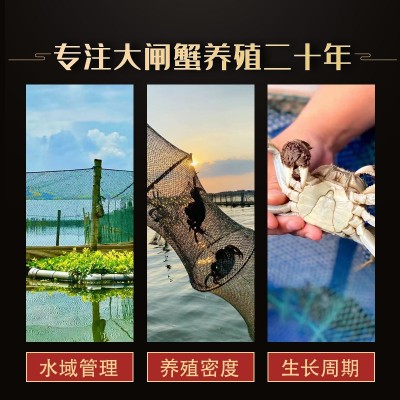 蟹子莱精品鲜活大闸蟹螃蟹母蟹3.5两公4.5两10只阳澄湖公母礼盒装图4
