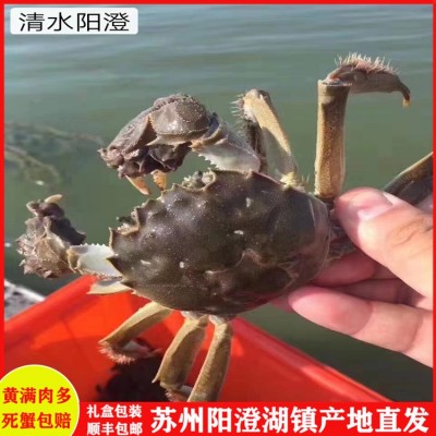 鲜活大闸蟹礼盒装产地直发-全国空运包邮-一件代发死蟹包赔2288型图3