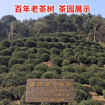 2023年新茶核心产区铁罐西湖龙井绿茶带礼盒特级狮峰茶叶批发250g图3
