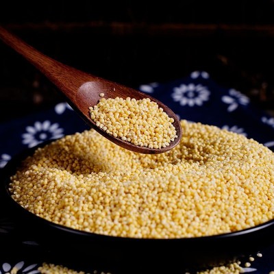 东北大黄米袋装500g 粘黄米粘豆包粽子米饭 杂粮黄米厂家直发图2