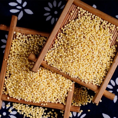 东北大黄米袋装500g 粘黄米粘豆包粽子米饭 杂粮黄米厂家直发图4
