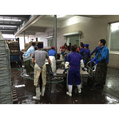 冷冻玉筋鱼 沙里钻 养殖饲料 海鱼饲料 饲料鱼 养殖用饲料鱼图4