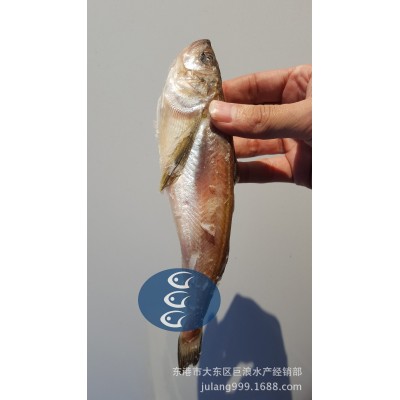 雷鱼原料 食用鱼 加工用鱼 海鱼 冻鱼 雷鱼 带籽雷鱼 餐饮海鲜图4
