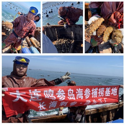 大连淡干海参干货批发50g水产品海鲜商用家用海参礼盒一 件代发图2