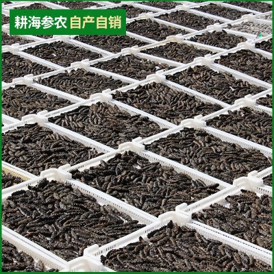 产地货源大连海参干货批发底播淡干辽参水产干货大连特产淡干海参图3