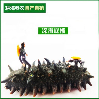产地货源大连海参干货批发底播淡干辽参水产干货大连特产淡干海参图2