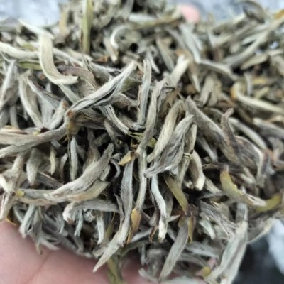 2018年福鼎的白茶老银针可可香白毫银针春茶叶散茶茶叶批发图2