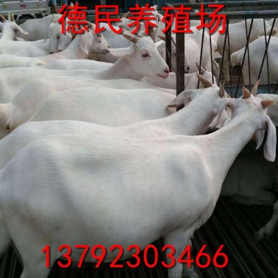 小尾寒羊养殖 肉羊品种 白山羊利润 羊羔价格 包运输图2