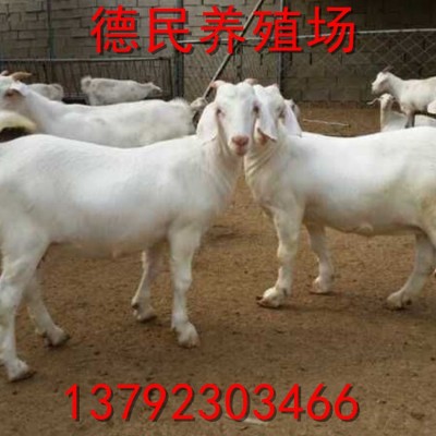 养殖场出售 白山羊 成年大白羊 山羊肉羊养殖 免运输图2