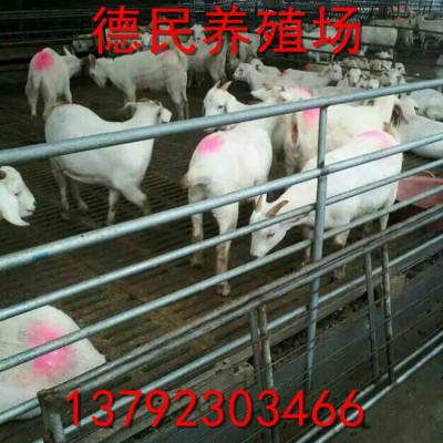 养殖场出售 白山羊 成年大白羊 山羊肉羊养殖 免运输图4