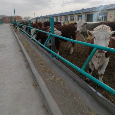 西门塔尔牛犊 牛苗基地 屠宰肉牛活牛市场行情图4