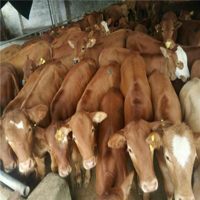 订购肉牛改良牛 良种肉牛 牛犊子价格 西门塔尔牛养殖技术资料图2