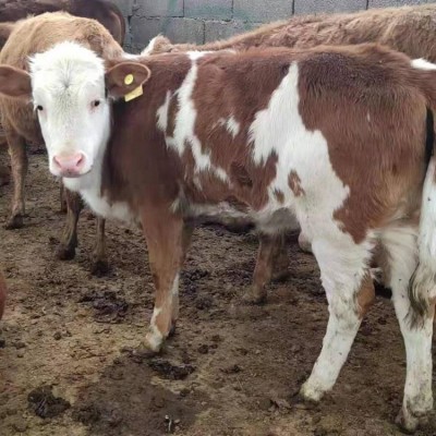 订购肉牛改良牛 良种肉牛 牛犊子价格 西门塔尔牛养殖技术资料图3