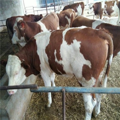 订购肉牛改良牛 良种肉牛 牛犊子价格 西门塔尔牛养殖技术资料图4