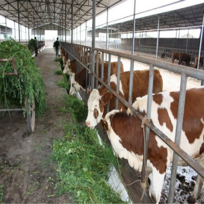 山西大型肉牛养殖场 肉牛犊 西门塔尔肉牛 纯种西门塔尔牛犊图2