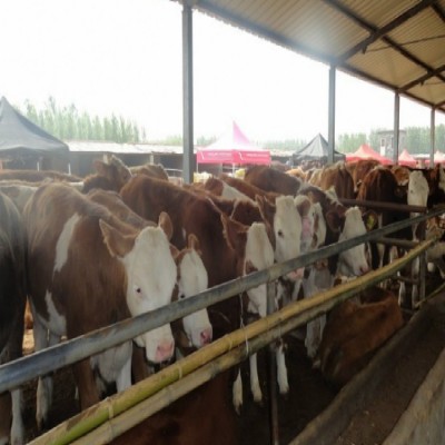 山西大型肉牛养殖场 肉牛犊 西门塔尔肉牛 纯种西门塔尔牛犊图3