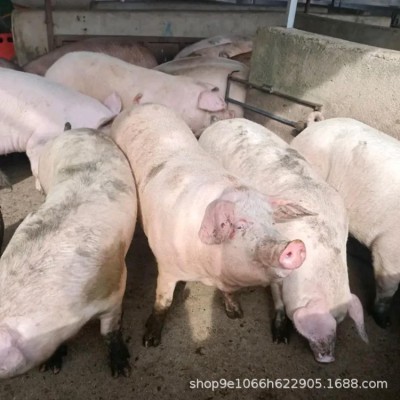 湖南省仔猪批发 常年供应 防疫到位 二元三元猪 长白猪杜洛克猪大图2