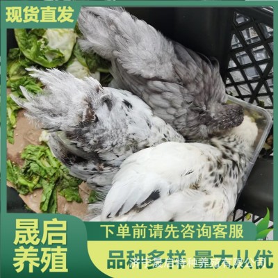批发婆罗门鸡鸡苗活体成年巨型梵天鸡活体哪里有卖的观赏婆罗门鸡图2