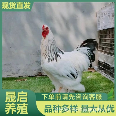 批发婆罗门鸡鸡苗活体成年巨型梵天鸡活体哪里有卖的观赏婆罗门鸡图3