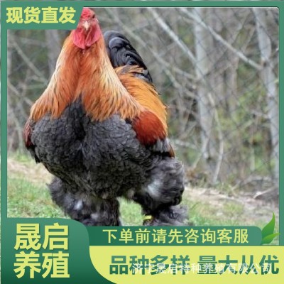 批发婆罗门鸡鸡苗活体成年巨型梵天鸡活体哪里有卖的观赏婆罗门鸡图4