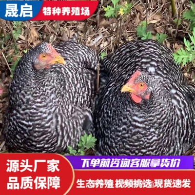 黑白芦花公鸡活体出售 产蛋成年母鸡 脱温芦花鸡苗批发 青年鸡图3