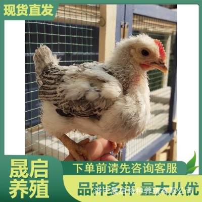 黑白芦花公鸡活体出售 产蛋成年母鸡 脱温芦花鸡苗批发 青年鸡图2