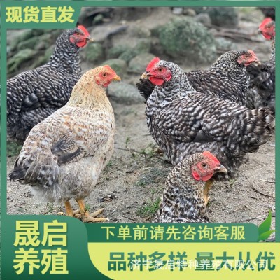 黑白芦花公鸡活体出售 产蛋成年母鸡 脱温芦花鸡苗批发 青年鸡图4