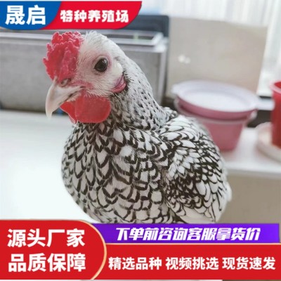 纯种汶上芦花鸡活体养殖 脱温芦花鸡苗 一斤多青年鸡活体批发图3