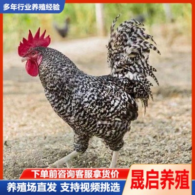 纯种汶上芦花鸡活体养殖 脱温芦花鸡苗 一斤多青年鸡活体批发图2