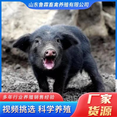 常年批发藏香猪苗 藏香猪幼崽藏香猪种猪苗散养圈养藏香猪抗病强图4