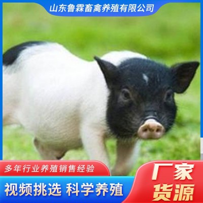 山东大型养殖场供应巴马香猪 活体幼崽教养殖技术巴马香 猪小猪苗图2