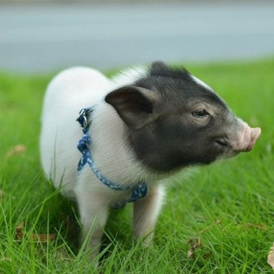 山东大型养殖场供应巴马香猪 活体幼崽教养殖技术巴马香 猪小猪苗图4