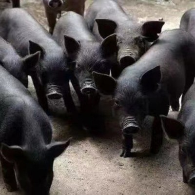 长期供应农家散养土黑猪 涨势快体型大散养圈养大体黑猪土黑猪苗图3