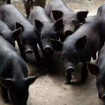 长期供应农家散养土黑猪 涨势快体型大散养圈养大体黑猪土黑猪苗图4